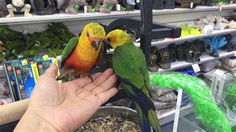 Hand Raised Jenday Conure Babies Youtube