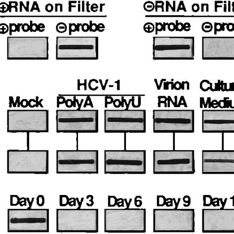 Profile Of HCV RNA Accumulation In Huh7 Culture Medium Cells 5 10 5