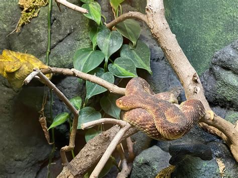 Some Reptiles From My Trip To The Houston Zoo Rherpetology
