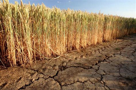 Russia Cuts 2021 Wheat Crop Forecast World Grain