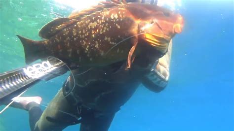 PESCA SUB CERNIA ALL ALBA 2019 Spearfishing Submarina YouTube