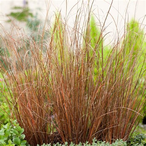 Buy Bronze Carex Grass Plants | Ornamental Grasses in Stock