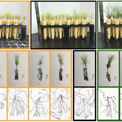 Seedlings Of Pinus Densa Southern Slash Pine Grown With Different