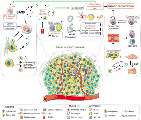 Frontiers Emerging Autophagy Functions Shape The Tumor