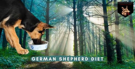 Best Dog Food For German Shepherd Diet: Counting Calories German Shepherd