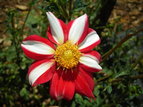 Stanford Dahlia Project Dahlia Union Jack