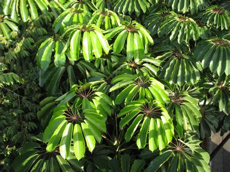 Schefflera Actinophylla Umbrella Tree Quinta Dos Ouriques