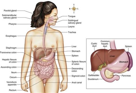 Concepts Exam 2 Urinary And Bowel Elimination Flashcards Quizlet