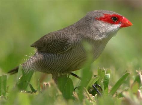 Waxbill | Finch, Estrildidae, Seed-Eaters | Britannica