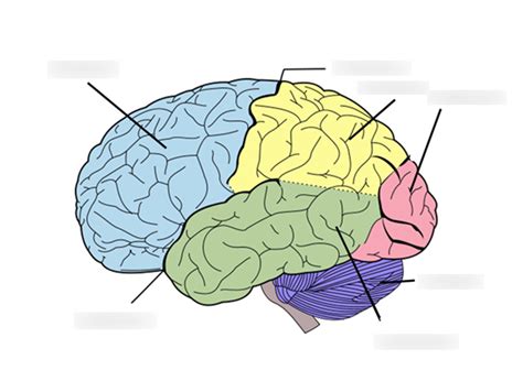 Cerebrum diagram Diagram | Quizlet