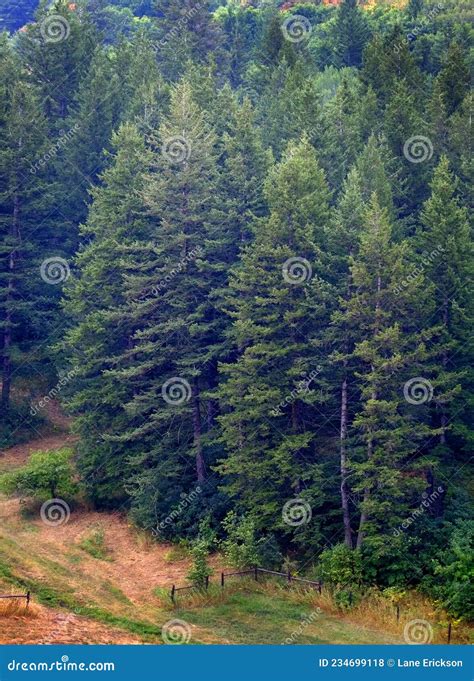 Lush Green Fresh Pine Tree Forest On Mountain Side Forrest Stock Photo