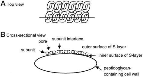 Surface Accessible Residues In The Monomeric And Assembled Forms Of A