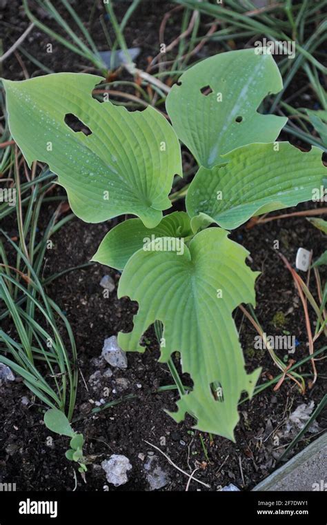 Slug Pest Damage Garden Hi Res Stock Photography And Images Alamy