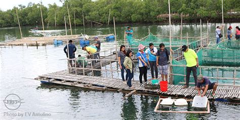 Bfar Personnel Train On Oyster Production At Seafdecaqd Seafdecaqd