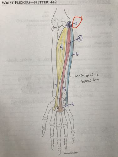 Wrist Flexors Flashcards Quizlet