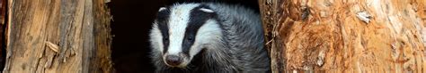 Peak Ecology | Ecological Consultants | Badgers