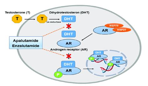 The mechanism by which two drugs, Enzalutamide and Apalutamide, prevent ...