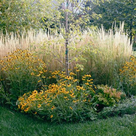 Karl Forester Grass Calamagrostis X Acutiflora Karl Foerster Hardy Perennial Grass For