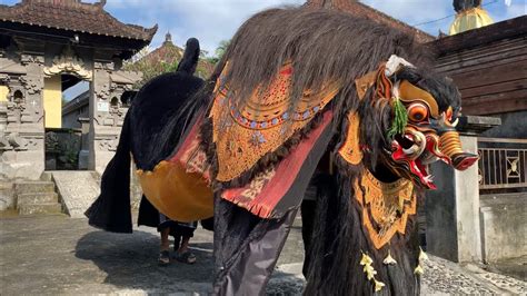 Ngelawang Barong Bangkung Masuk Banjar Nyelati Desa Kuwum Youtube