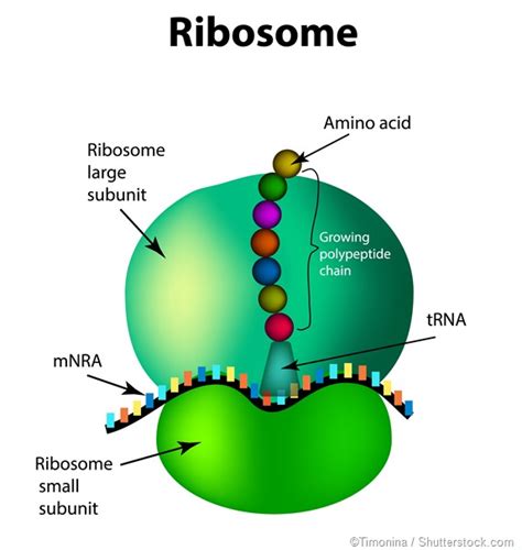 Labelled Diagram Of Ribosomes