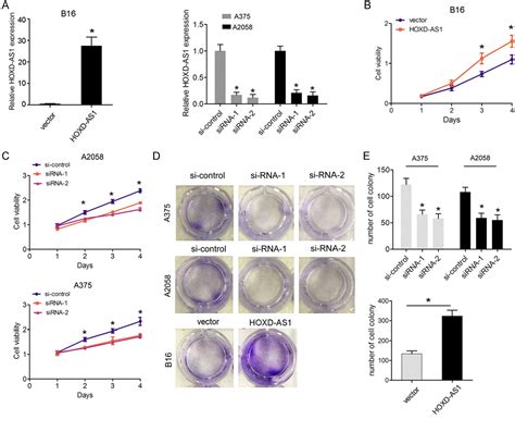 Figure 2 From Lncrna Hoxd As1 Promotes Melanoma Cell Proliferation And