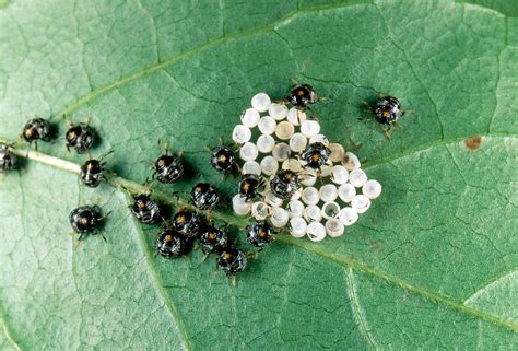 Shield Bug Nymphs Hatching Stock Image Z2850208 Science Photo