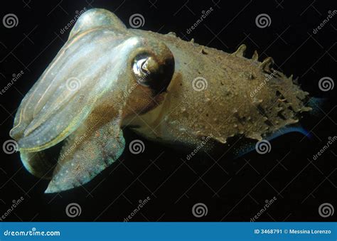 Cuttlefish Stock Image Image Of Ocean Cuttlefish Tentacle 3468791