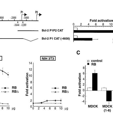 Cell Type Specific Activation Of Bcl Promoter By Rb A Effects Of