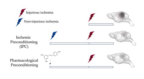 Long Term Window Of Ischemic Tolerance An Evolutionarily Conserved