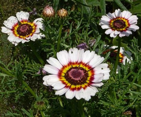 Eenjarig Chrysanthemum Carinatum Cockade Kwekerij Margriet