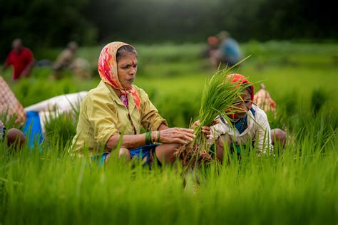 Rice Farming In Konkan Maharashtra By Krantiveer Shivaji Bhuimbar