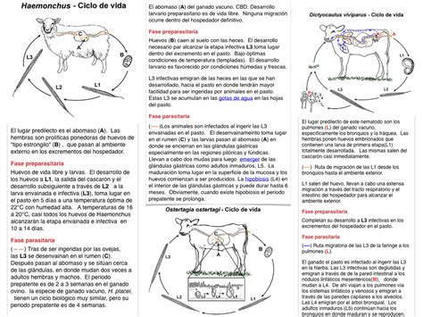 Enfermedades Parasitarias 2ndo Parcial Diagram Quizlet