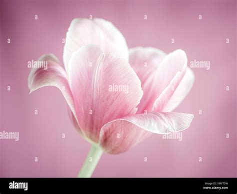 Pink Tulip Single Flower Hi Res Stock Photography And Images Alamy