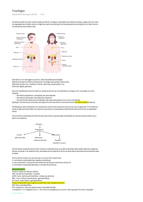 Fisio Endocrino O Sistema End Crino Tem Como Fun O Coordenar E