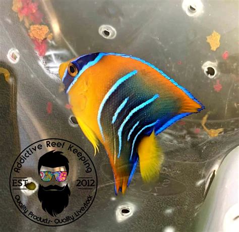 3″ Queen Angel Wysiwyg Fl Keys Addictive Reef Keeping