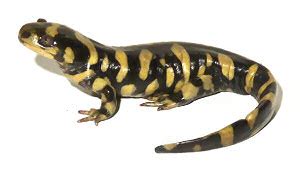 Tiger Salamander - Facts, Description, Habitat, Life Span and Pictures