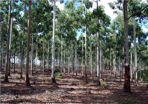 Sandalwood Tree Forest