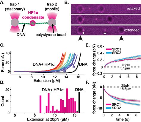 HP1α DNA condensates resist disruptive forces and retain memory of past