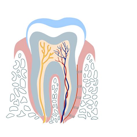 Leczenie kanałowe a endodoncja czy to to samo Zalety i możliwości