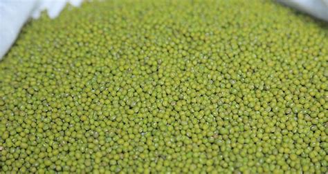 Green Mung Bean Mequanint Import And Export