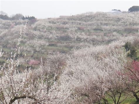 御津自然観察公園（世界の梅公園）（兵庫） 2024年梅まつり・見頃情報 Amatavi