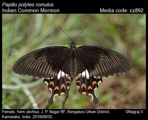 Papilio polytes Linnaeus, 1758 - Common Mormon | Butterfly