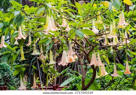 Anemopaegma Genus Flowering Plants Bignoniaceae Family Stock Photo ...