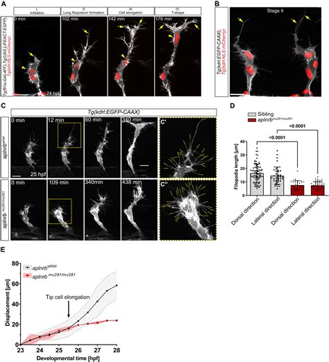 Neural Progenitorderived Apelin Controls Tip Cell Behavior And