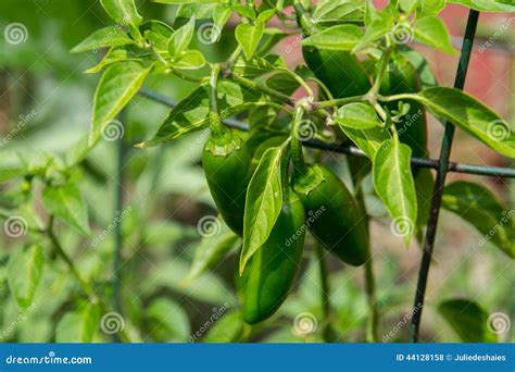 Pianta Del Peperoncino Del Jalapeno Fotografia Stock Immagine Di