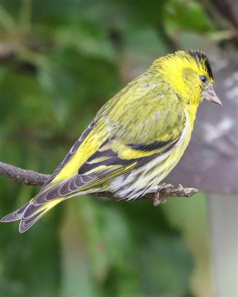 Tarin Des Aulnes Mâle Carduelis Spinus Beautiful Birds Colorful