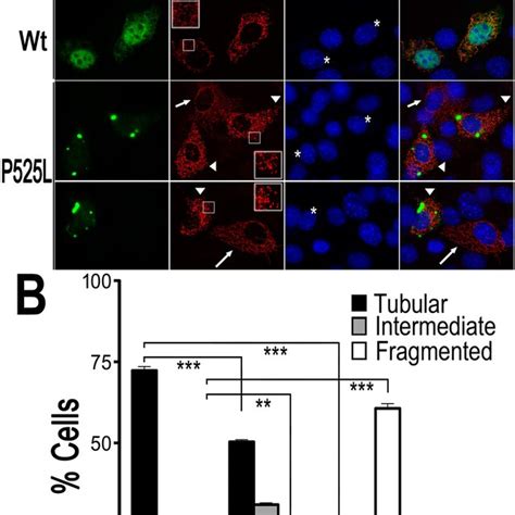 Expression Of Wt Or P525l Mutant Fus In Primary Cortical Neurons