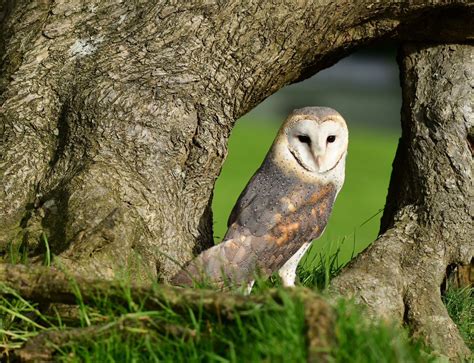 Barn Owl Barn Owl Owl Animals