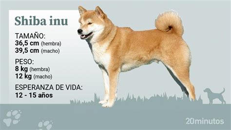 Cómo es el shiba inu un perro enérgico y vivaz con su familia y la