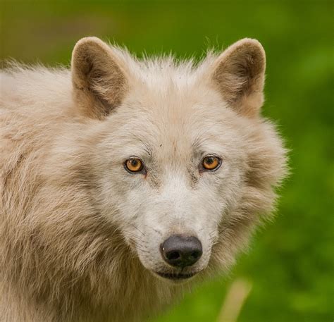 Artic wolf | Artic wolf, Wolf life, Wolf warriors